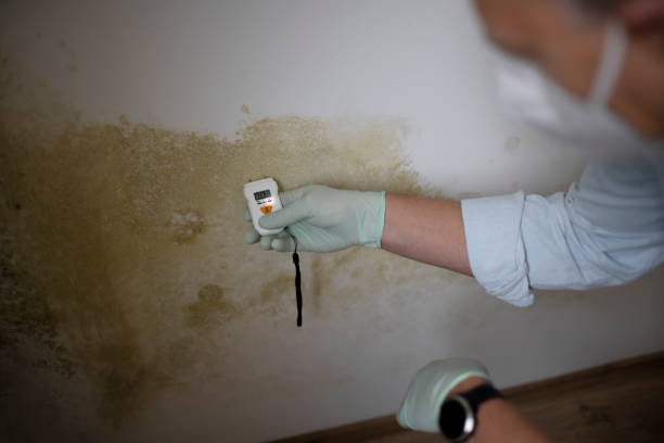 Best Home Mold Removal  in Golf Manor, OH