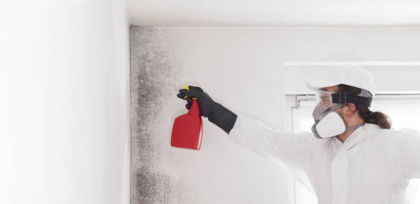 Home Mold Removal in Golf Manor, OH